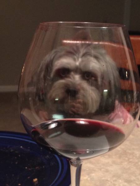 Daily Picdump