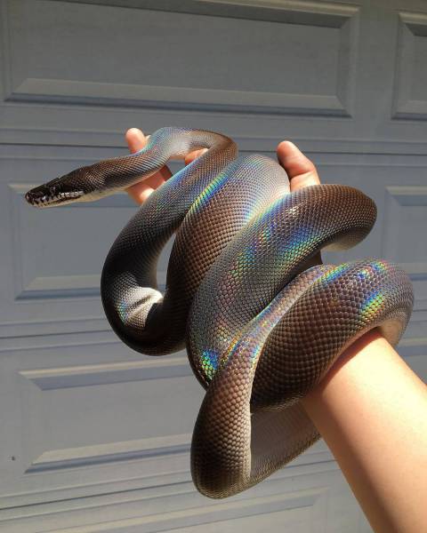 Content Image