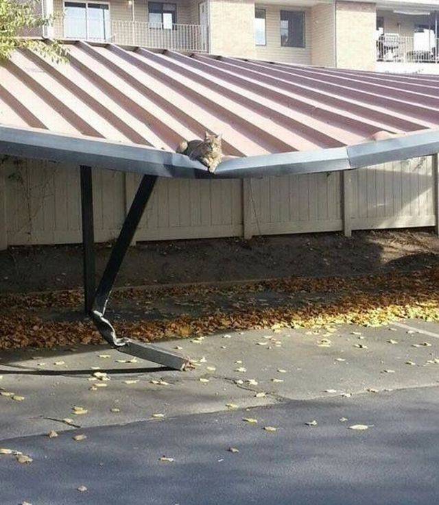 Daily Picdump