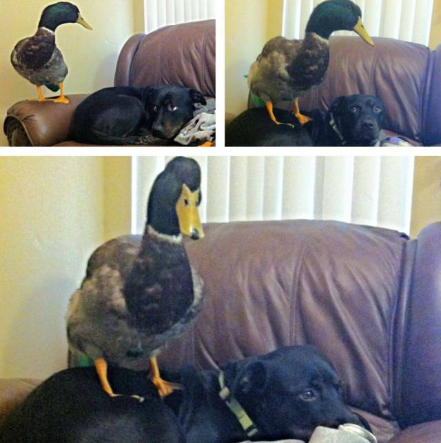 Daily Picdump