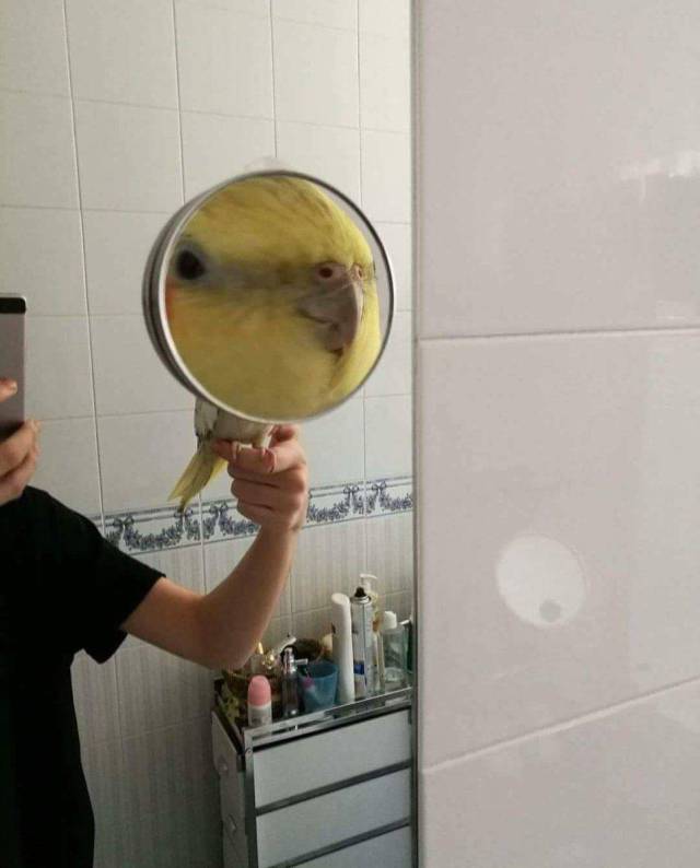 Content Image