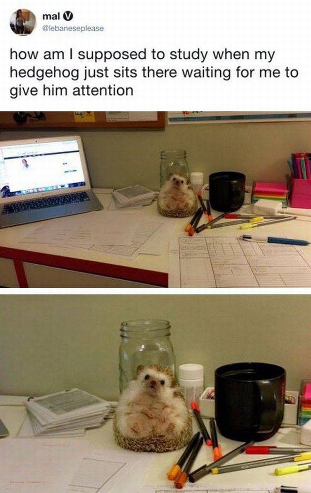 Content Image