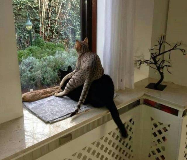 Content Image