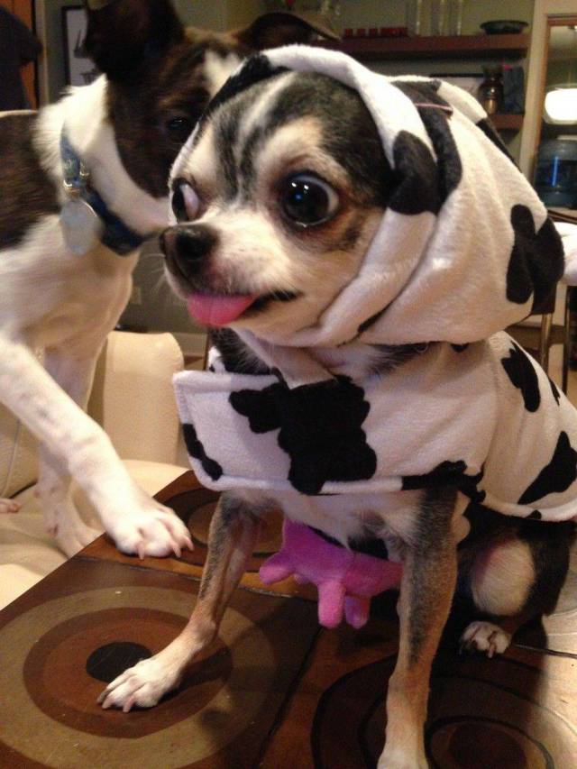 Daily Picdump