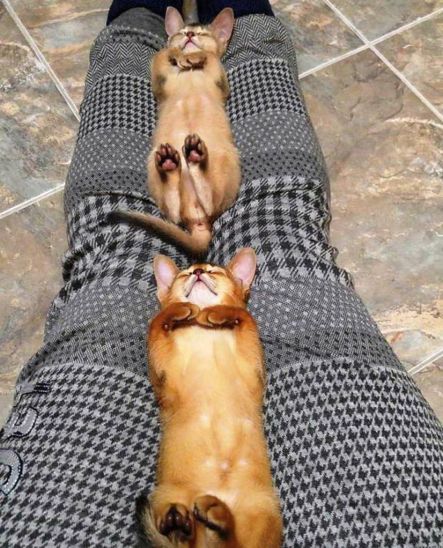 Content Image