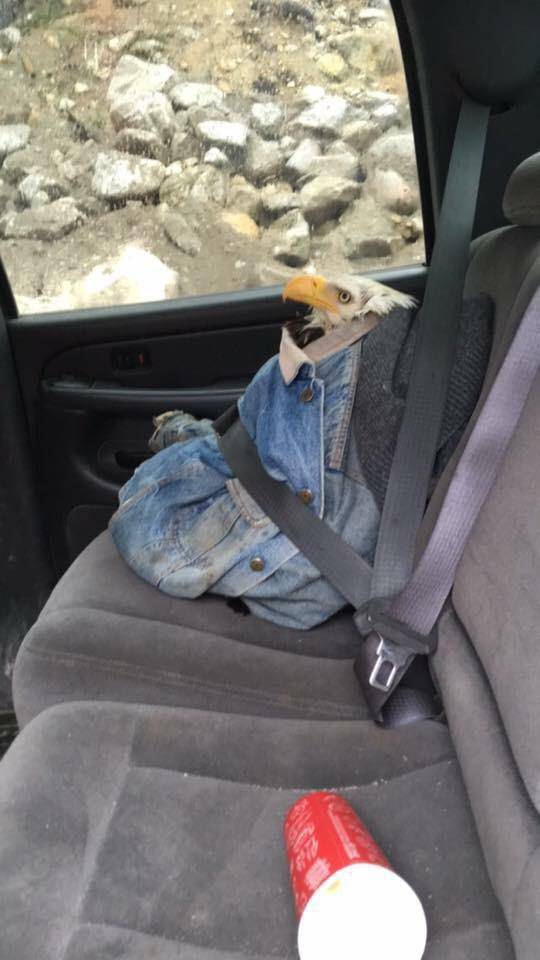 Content Image