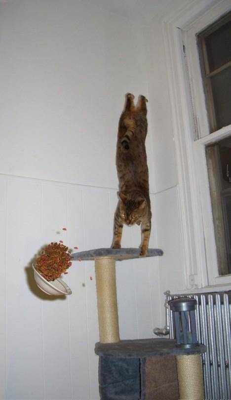 Content Image