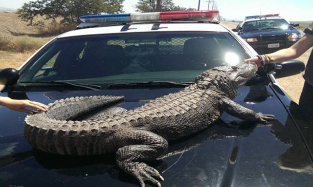 Daily Picdump