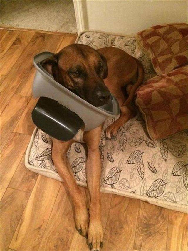 Daily Picdump
