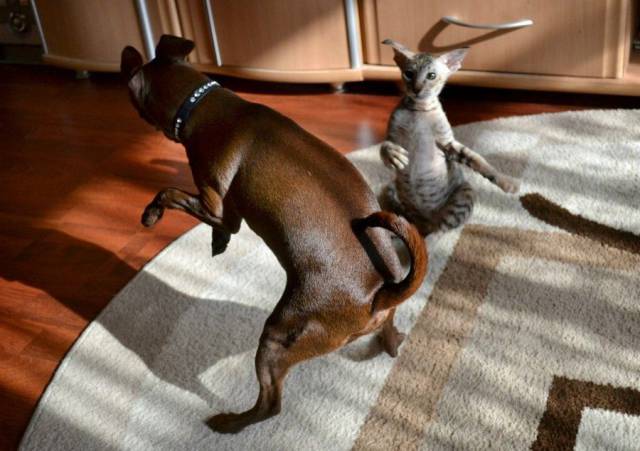 Daily Picdump