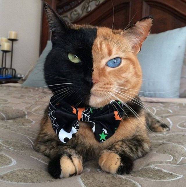 Content Image