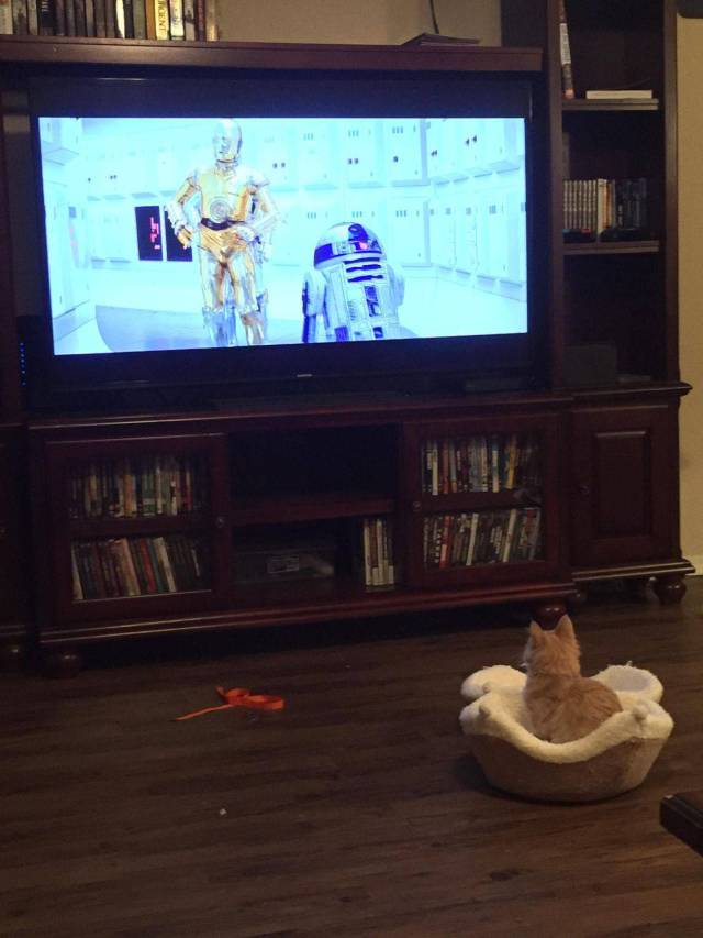 Content Image