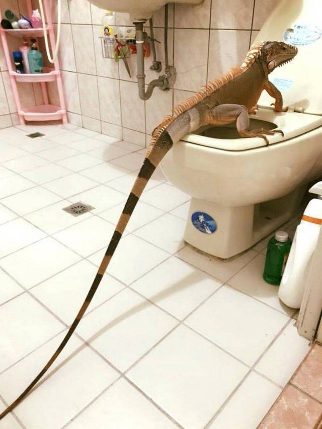 Content Image