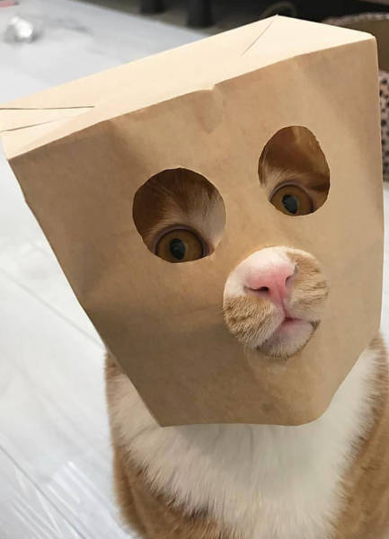 Content Image