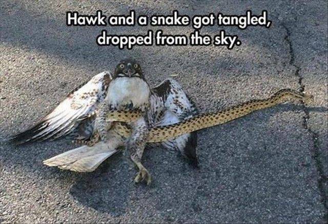 Content Image