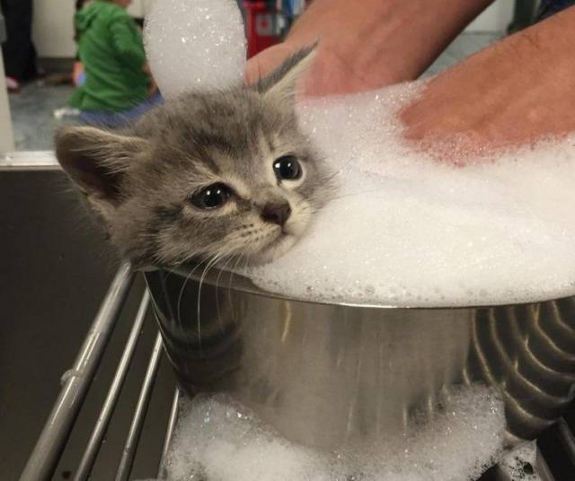 Content Image