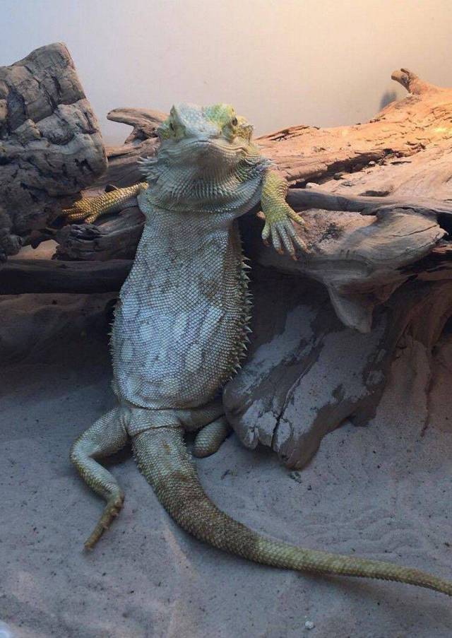 Content Image