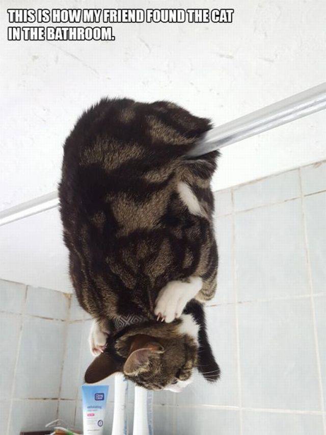 Content Image
