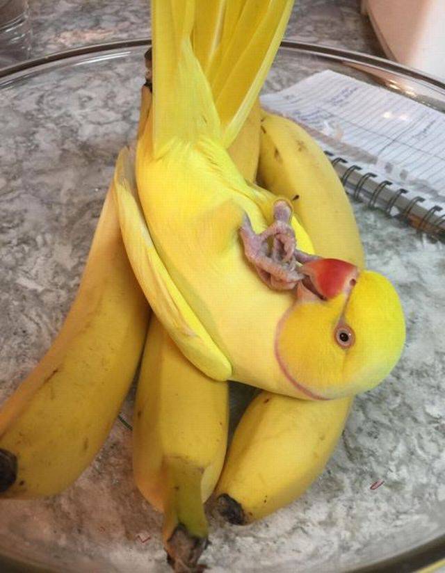 Content Image