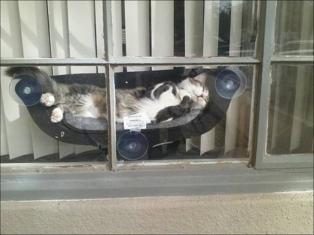 Daily Picdump