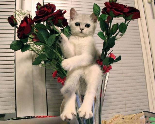 Daily Picdump