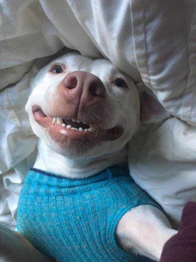 Daily Picdump