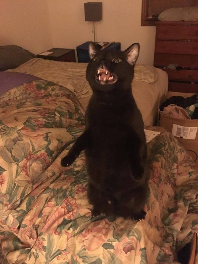 Content Image
