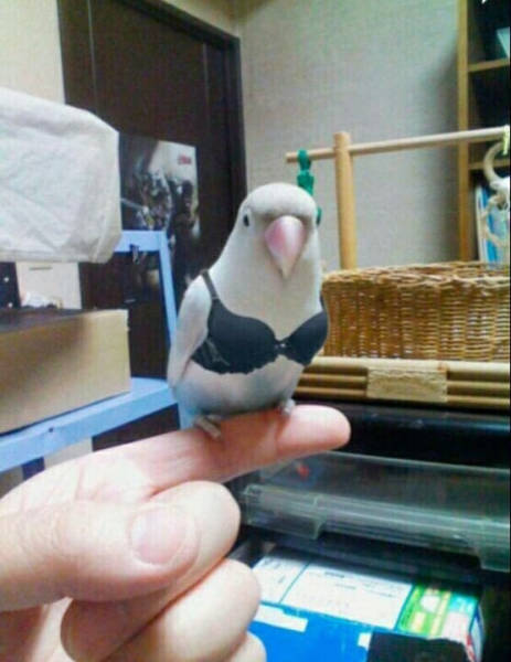 Content Image