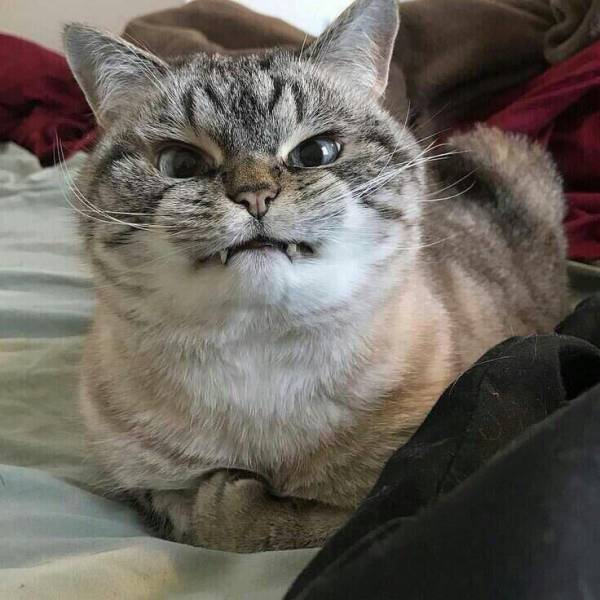 Content Image