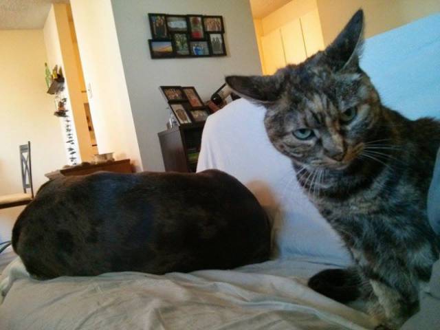 Cats And Dogs Together Are An Explosive Mix