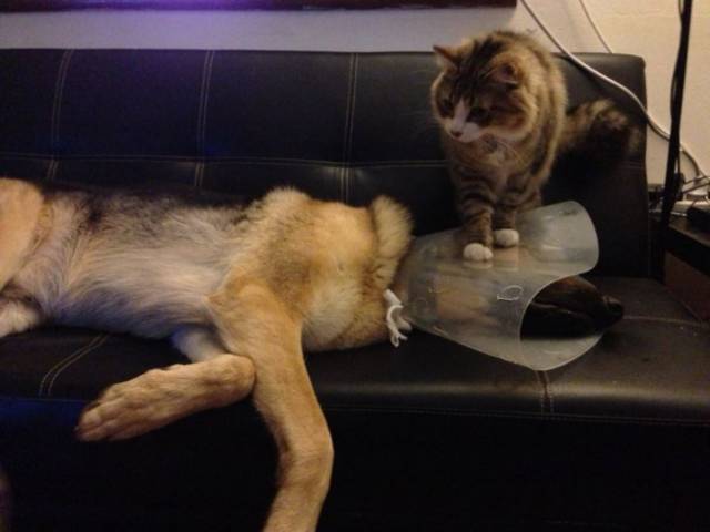 Cats And Dogs Together Are An Explosive Mix