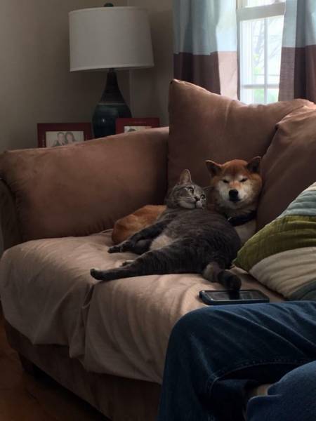 Cats And Dogs Together Are An Explosive Mix
