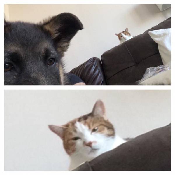 Cats And Dogs Together Are An Explosive Mix