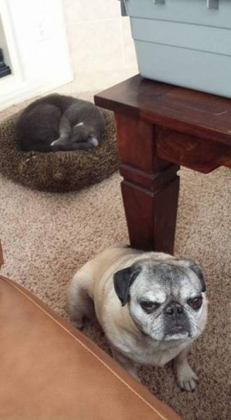 Cats And Dogs Together Are An Explosive Mix