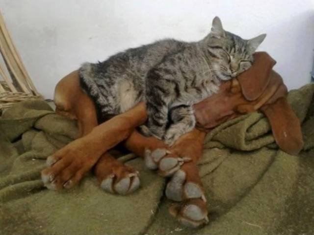 Cats And Dogs Together Are An Explosive Mix