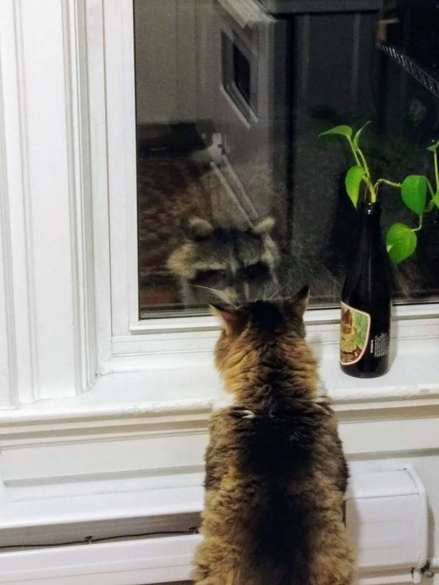Content Image