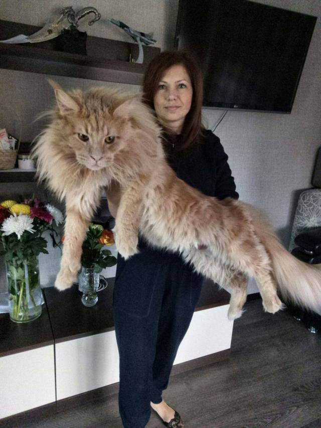 Content Image