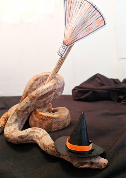 Content Image