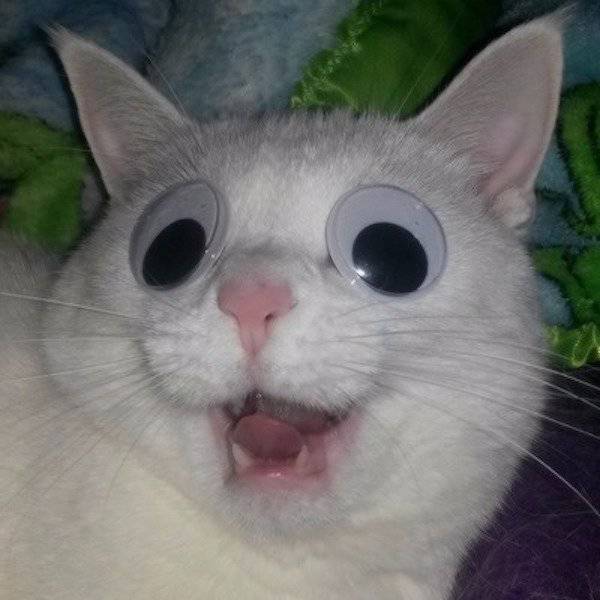 Morning Picdump