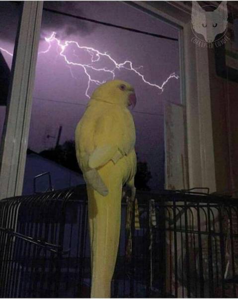 Content Image