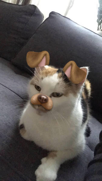 Content Image