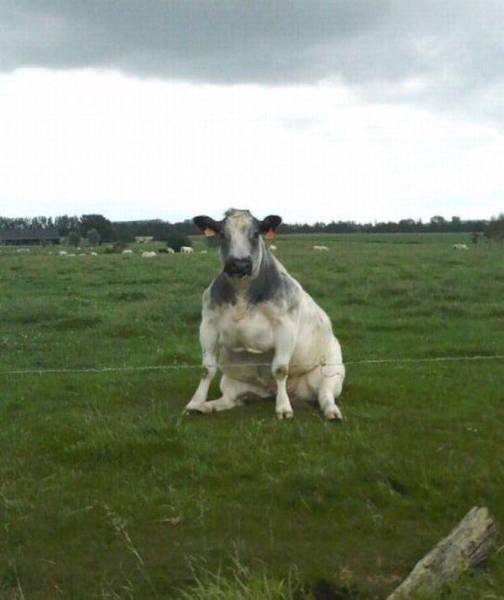 Content Image