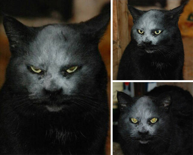 Content Image