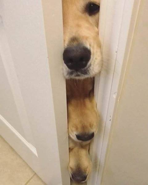 Content Image
