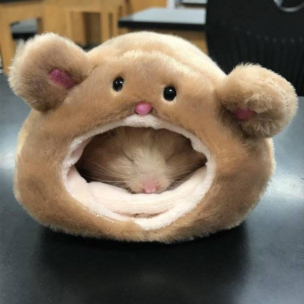 Content Image