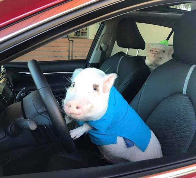 Content Image