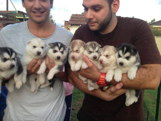 Daily Picdump