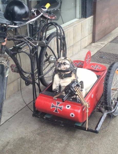 Morning Picdump