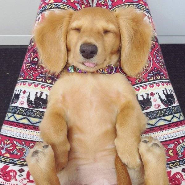Comfort Is What We All Need