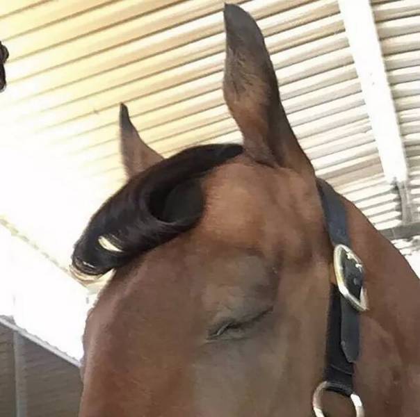 Content Image